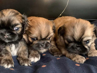 Pekingese Puppies for Sale in San Diego, CA