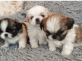 pekingese-boys-and-girls-ready-for-booking-in-bronx-ny-small-0