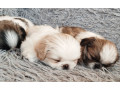 pekingese-boys-and-girls-ready-for-booking-in-bronx-ny-small-2