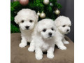 bichon-frise-puppies-for-sale-in-westland-mi-small-0