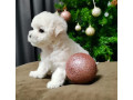 bichon-frise-puppies-for-sale-in-westland-mi-small-3