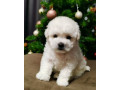 bichon-frise-puppies-for-sale-in-westland-mi-small-6