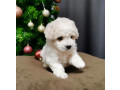 bichon-frise-puppies-for-sale-in-westland-mi-small-1