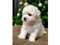 bichon-frise-puppies-for-sale-in-westland-mi-small-5