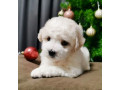 bichon-frise-puppies-for-sale-in-westland-mi-small-2