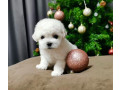 bichon-frise-puppies-for-sale-in-westland-mi-small-4