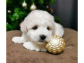 bichon-frise-puppies-for-sale-in-westland-mi-small-7