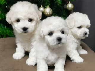 Bichon Frise Puppies for Sale in Westland, MI