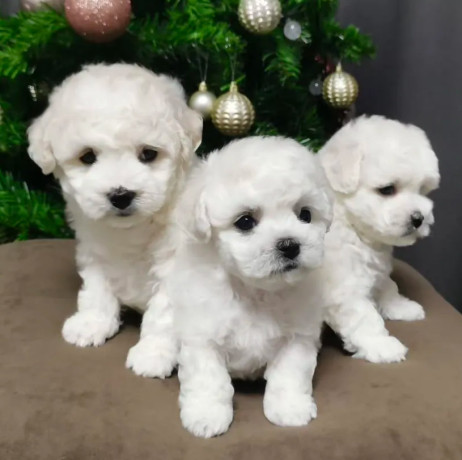 bichon-frise-puppies-for-sale-in-westland-mi-big-0