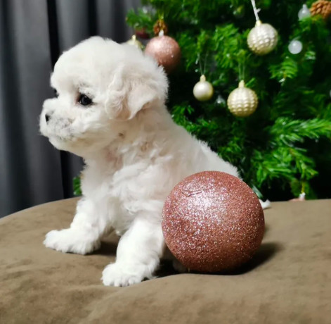 bichon-frise-puppies-for-sale-in-westland-mi-big-3