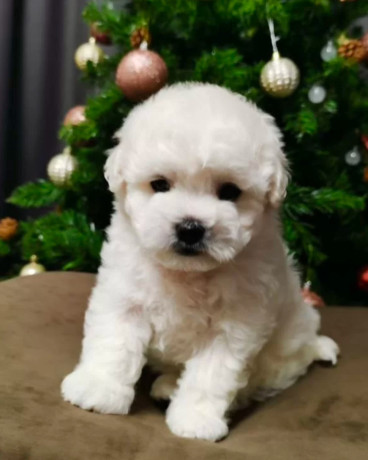 bichon-frise-puppies-for-sale-in-westland-mi-big-6