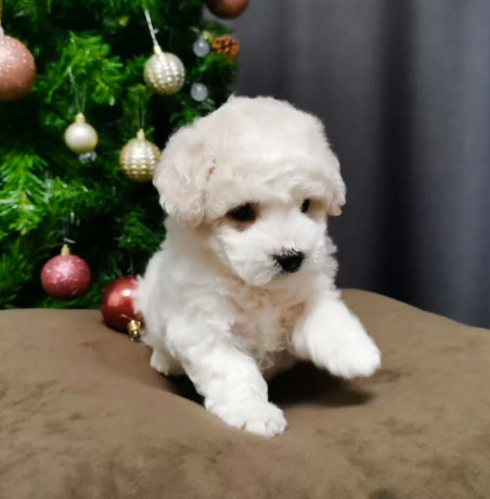 bichon-frise-puppies-for-sale-in-westland-mi-big-1