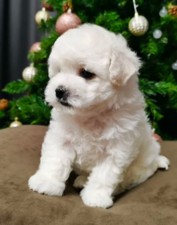 bichon-frise-puppies-for-sale-in-westland-mi-big-5