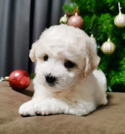 bichon-frise-puppies-for-sale-in-westland-mi-big-2