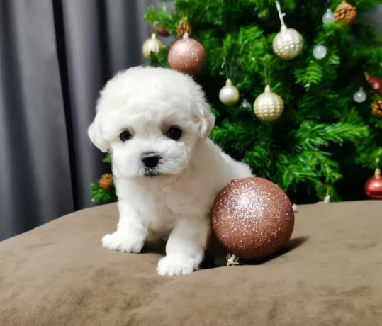 bichon-frise-puppies-for-sale-in-westland-mi-big-4