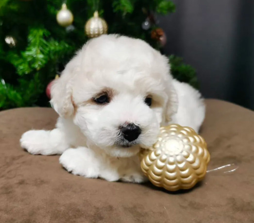 bichon-frise-puppies-for-sale-in-westland-mi-big-7