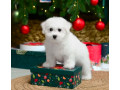 bichon-frise-female-puppy-for-sale-in-philadelphia-pa-small-3