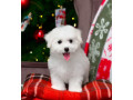 bichon-frise-female-puppy-for-sale-in-philadelphia-pa-small-2