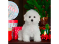 bichon-frise-female-puppy-for-sale-in-philadelphia-pa-small-4