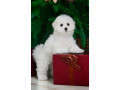 bichon-frise-female-puppy-for-sale-in-philadelphia-pa-small-0