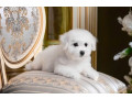 bichon-frise-female-puppy-for-sale-in-philadelphia-pa-small-1