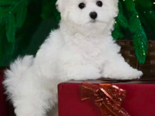 Bichon Frise Female Puppy for Sale in Philadelphia, PA