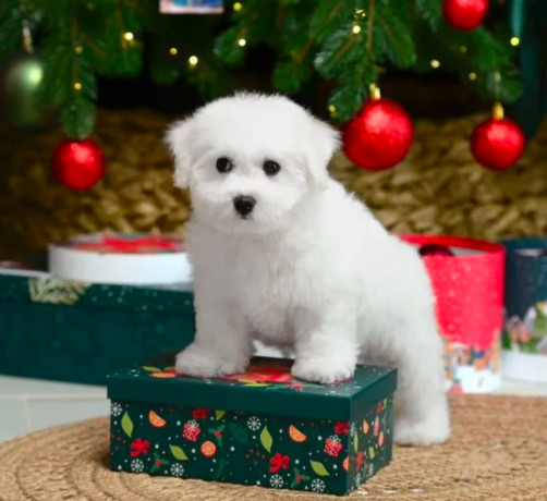 bichon-frise-female-puppy-for-sale-in-philadelphia-pa-big-3