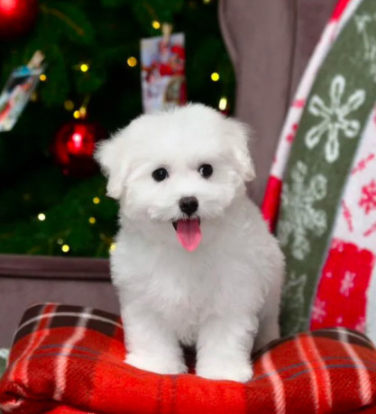 bichon-frise-female-puppy-for-sale-in-philadelphia-pa-big-2