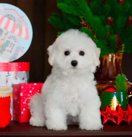 bichon-frise-female-puppy-for-sale-in-philadelphia-pa-big-4