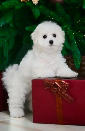 bichon-frise-female-puppy-for-sale-in-philadelphia-pa-big-0