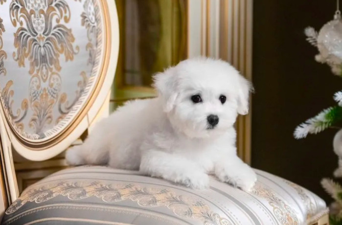 bichon-frise-female-puppy-for-sale-in-philadelphia-pa-big-1