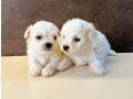 bichon-frise-male-and-female-puppies-for-sale-in-indiana-small-2