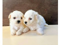 bichon-frise-male-and-female-puppies-for-sale-in-indiana-small-0