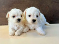 bichon-frise-male-and-female-puppies-for-sale-in-indiana-small-1