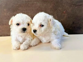 Bichon Frise Male and Female Puppies for Sale in Indiana