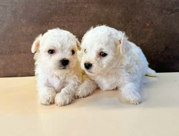 bichon-frise-male-and-female-puppies-for-sale-in-indiana-big-2