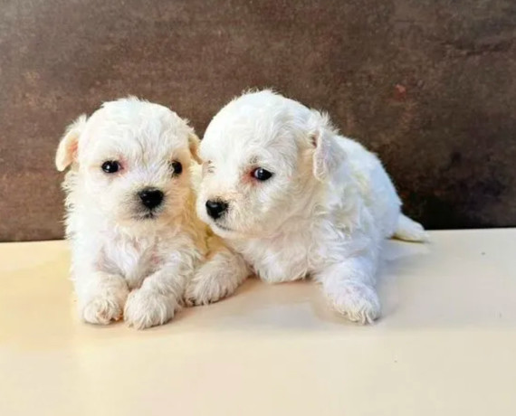 bichon-frise-male-and-female-puppies-for-sale-in-indiana-big-0