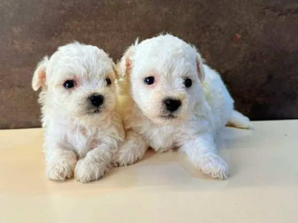 bichon-frise-male-and-female-puppies-for-sale-in-indiana-big-1