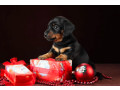 dachshund-puppies-for-sale-in-dallas-texas-small-4