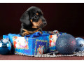 dachshund-puppies-for-sale-in-dallas-texas-small-3