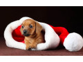 dachshund-puppies-for-sale-in-dallas-texas-small-2