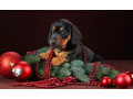 dachshund-puppies-for-sale-in-dallas-texas-small-1