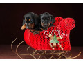 dachshund-puppies-for-sale-in-dallas-texas-small-0