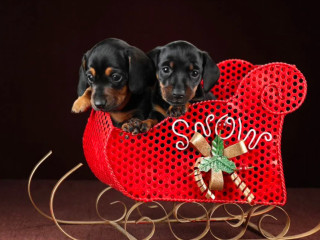 Dachshund Puppies for Sale in Dallas, Texas