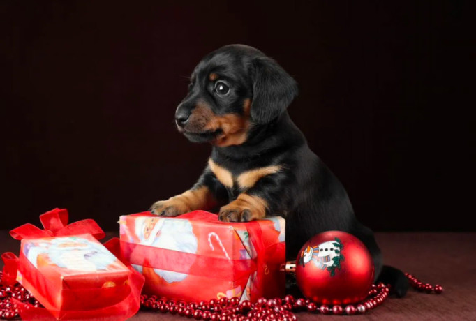 dachshund-puppies-for-sale-in-dallas-texas-big-4