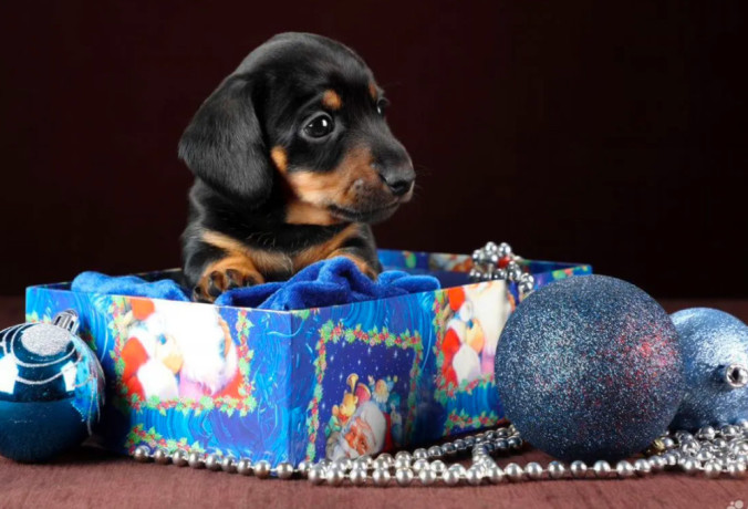 dachshund-puppies-for-sale-in-dallas-texas-big-3