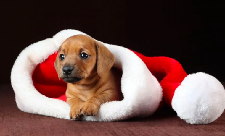 dachshund-puppies-for-sale-in-dallas-texas-big-2