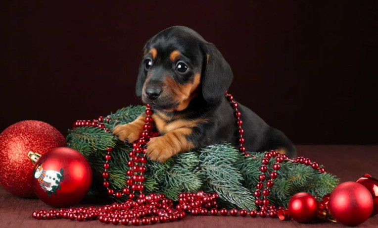 dachshund-puppies-for-sale-in-dallas-texas-big-1