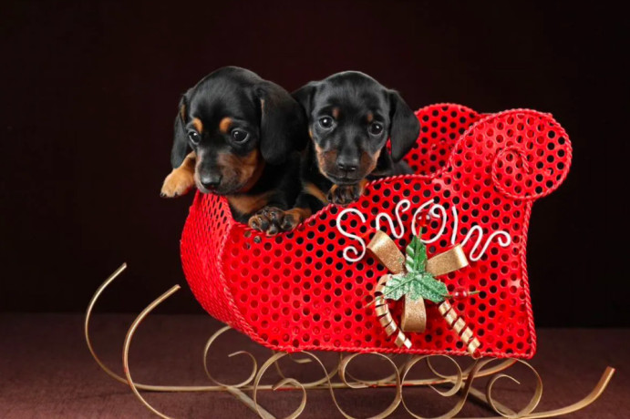 dachshund-puppies-for-sale-in-dallas-texas-big-0