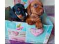 dachshund-puppies-available-for-reservation-in-bronx-new-york-small-4